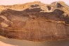 CALLIXYLON WHITEANUM - Devonian - Woodford Shale  - Oklahoma - USA