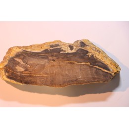 CALLIXYLON WHITEANUM - Devonian - Woodford Shale  - Oklahoma - USA