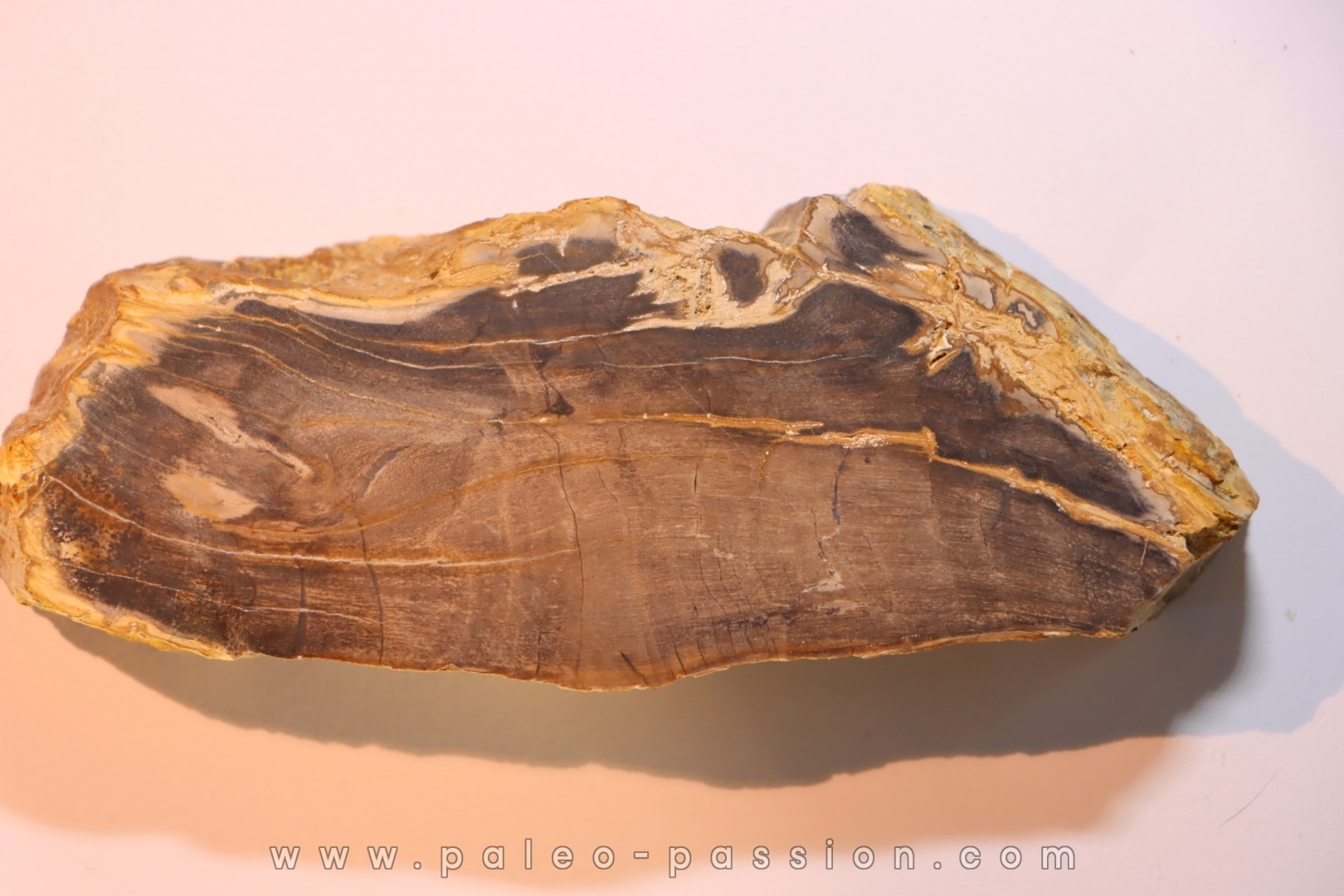 CALLIXYLON WHITEANUM - Devonien - Woodford Shale - Oklahoma - USA