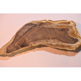CALLIXYLON WHITEANUM - Devonien - Woodford Shale - Oklahoma - USA