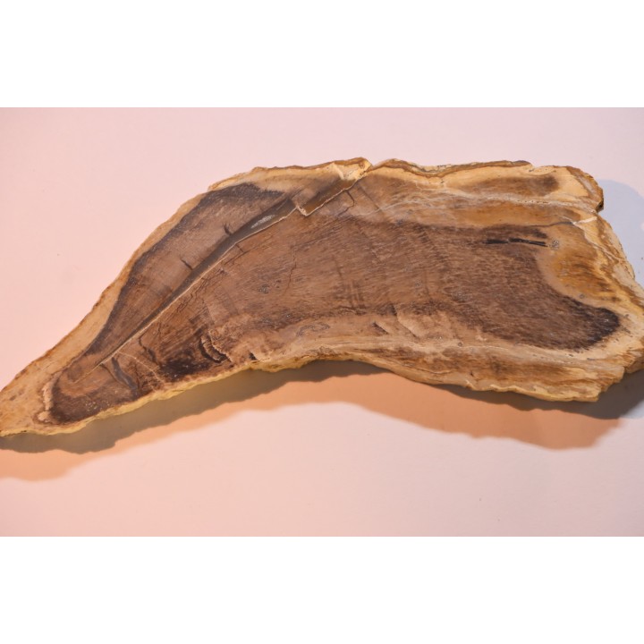 CALLIXYLON WHITEANUM - Devonian - Woodford Shale  - Oklahoma - USA