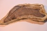 CALLIXYLON WHITEANUM - Devonian - Woodford Shale - Oklahoma - USA