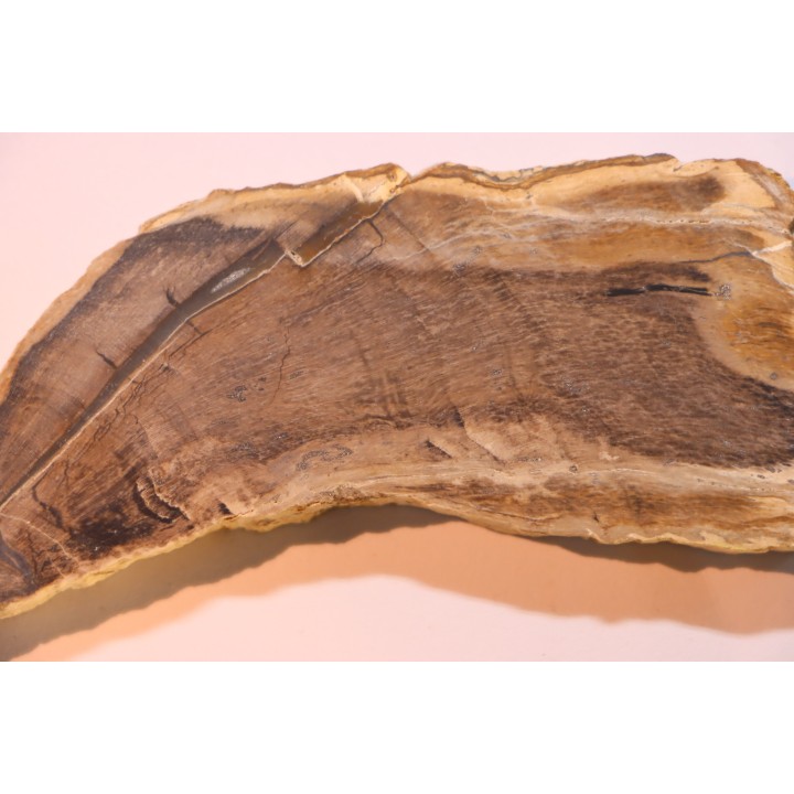 CALLIXYLON WHITEANUM - Devonian - Woodford Shale  - Oklahoma - USA