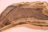 CALLIXYLON WHITEANUM - Devonian - Woodford Shale - Oklahoma - USA