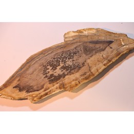 CALLIXYLON WHITEANUM - Devonien - Woodford Shale - Oklahoma - USA