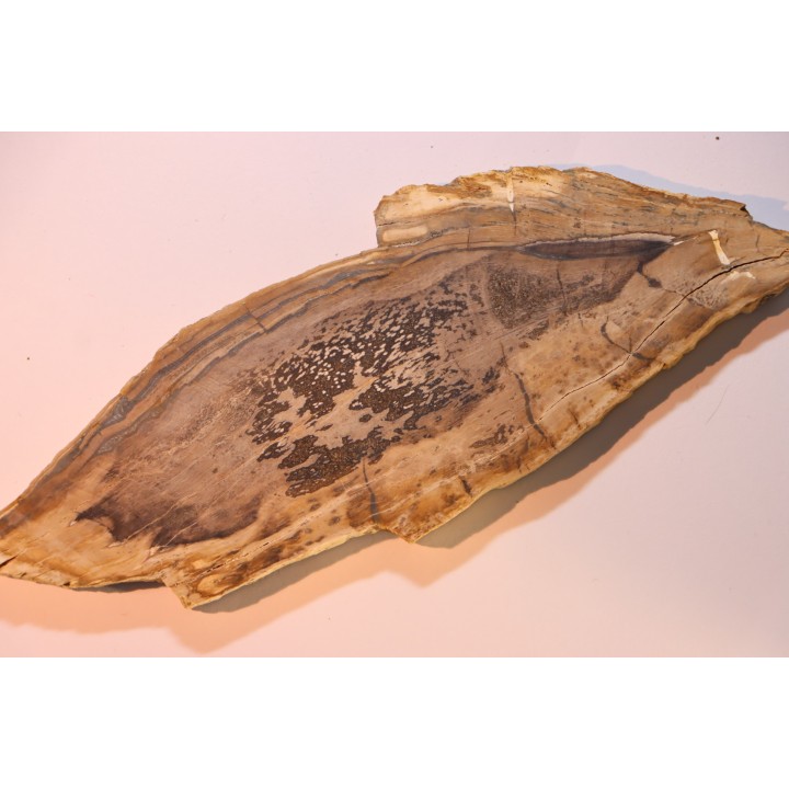CALLIXYLON WHITEANUM - Devonian - Woodford Shale  - Oklahoma - USA