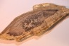 CALLIXYLON WHITEANUM - Devonian - Woodford Shale  - Oklahoma - USA