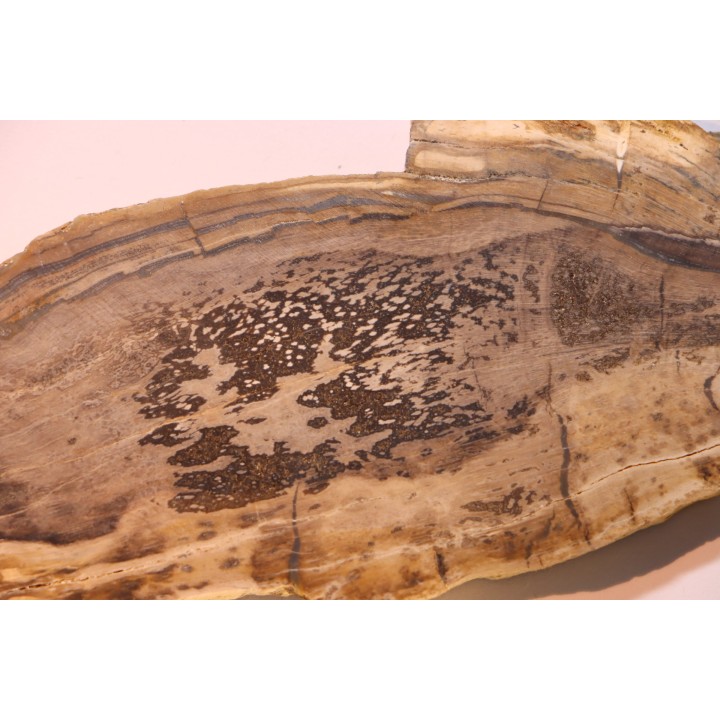 CALLIXYLON WHITEANUM - Devonian - Woodford Shale  - Oklahoma - USA