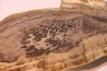 CALLIXYLON WHITEANUM - Devonian - Woodford Shale  - Oklahoma - USA