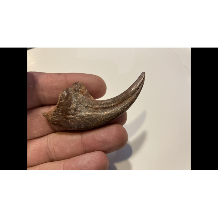 griffe de DINOSAURE :  DROMAEOSAURIDAE