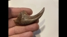 griffe de DINOSAURE : DROMAEOSAURIDAE