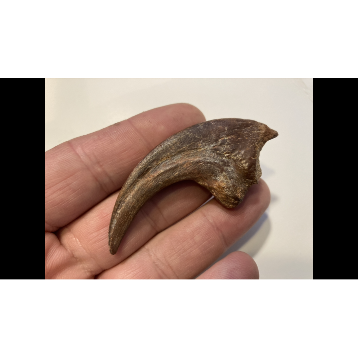 griffe de DINOSAURE :  DROMAEOSAURIDAE