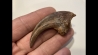 griffe de DINOSAURE : DROMAEOSAURIDAE