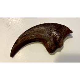 griffe de DINOSAURE :  DROMAEOSAURIDAE