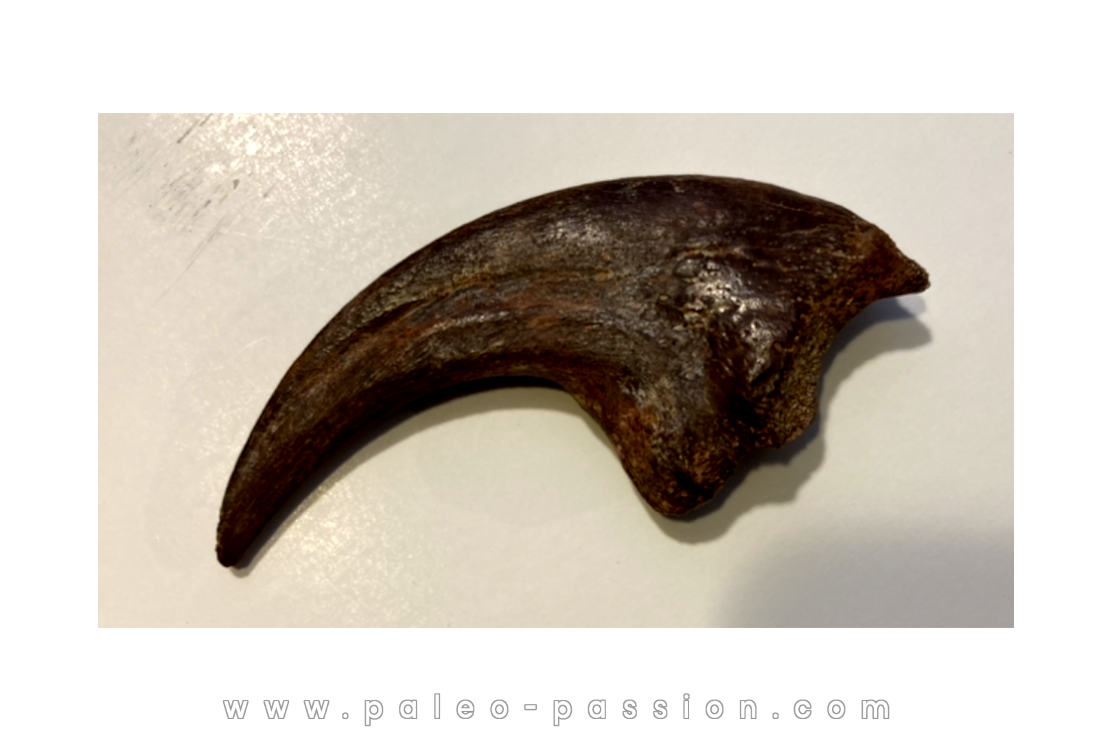 griffe de DINOSAURE : DROMAEOSAURIDAE