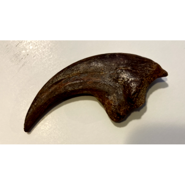 griffe de DINOSAURE :  DROMAEOSAURIDAE