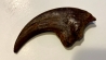 griffe de DINOSAURE : DROMAEOSAURIDAE