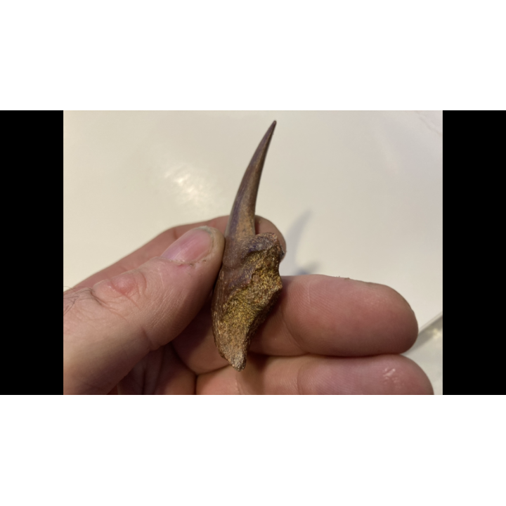 griffe de DINOSAURE :  DROMAEOSAURIDAE