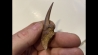 griffe de DINOSAURE : DROMAEOSAURIDAE