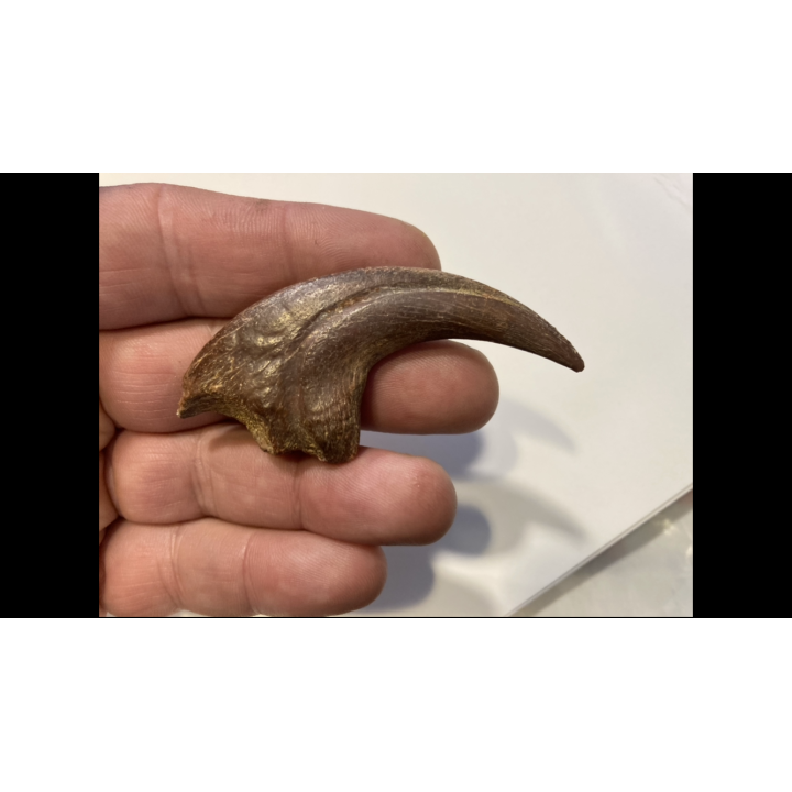 griffe de DINOSAURE :  DROMAEOSAURIDAE