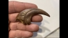 griffe de DINOSAURE : DROMAEOSAURIDAE