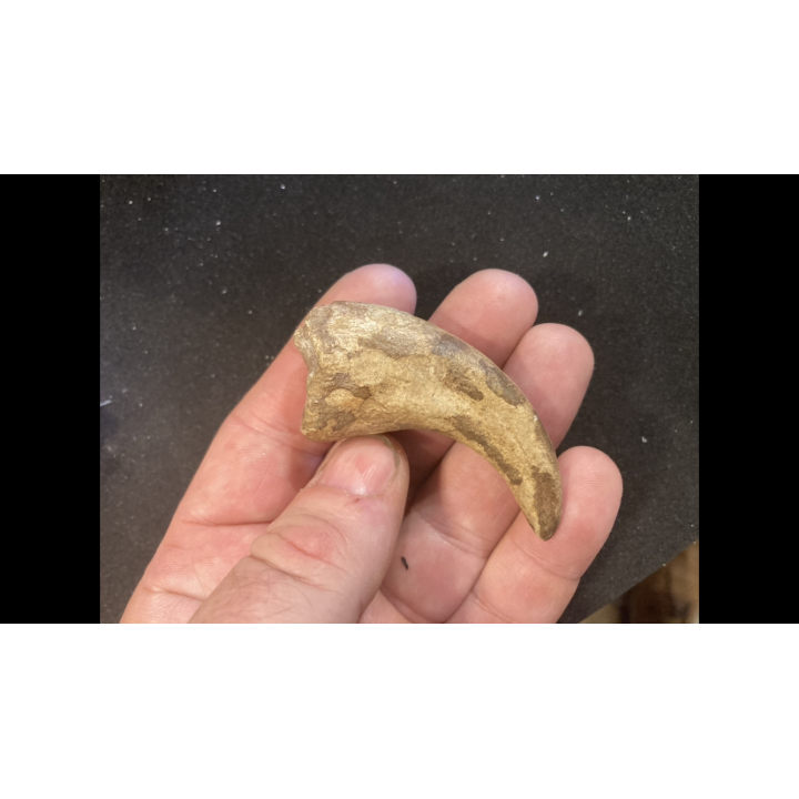 dinosaure claw   ALBERTOSAURUS - Judith River Fmt - upper cretaceous - Montana - USA