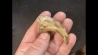 griffe de dinosaure   ALBERTOSAURUS -  Judith River Fmt - cretacé supérieur  - Montana - USA