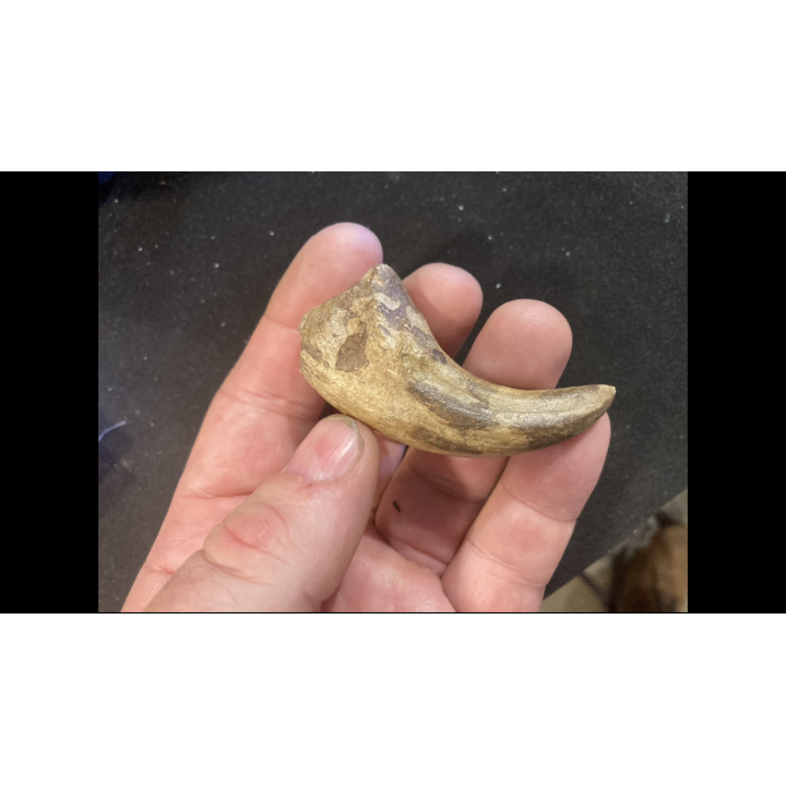 dinosaure claw   ALBERTOSAURUS - Judith River Fmt - upper cretaceous - Montana - USA