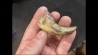dinosaure claw ALBERTOSAURUS - Judith River Fmt - upper cretaceous - Montana - USA