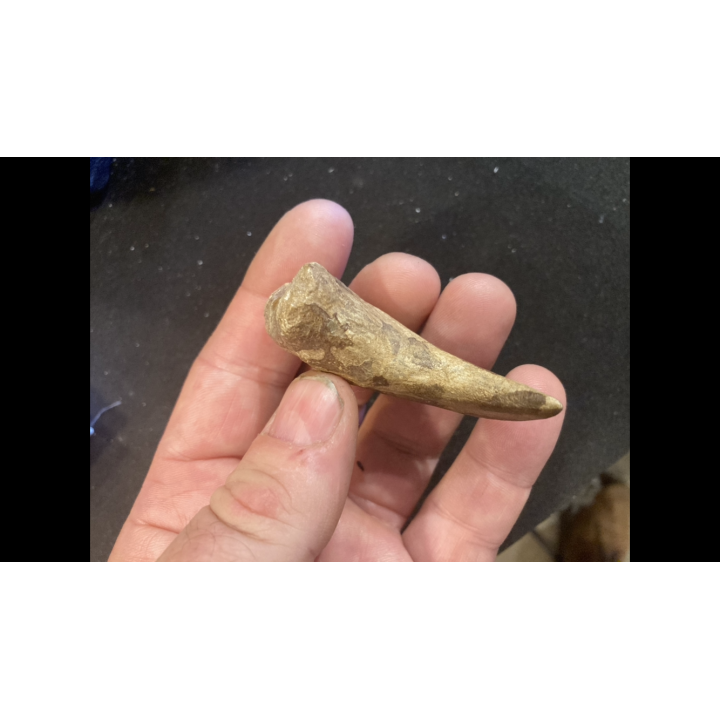 dinosaure claw   ALBERTOSAURUS - Judith River Fmt - upper cretaceous - Montana - USA