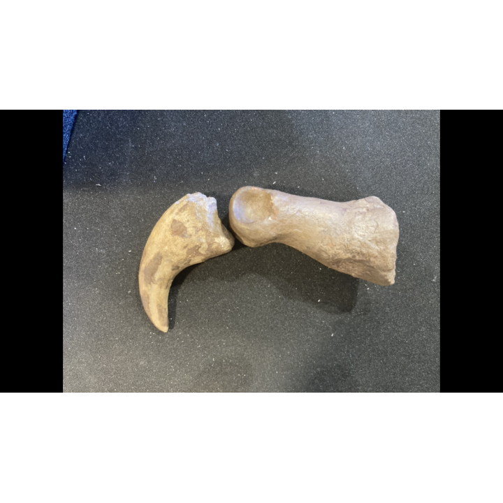 dinosaure claw   ALBERTOSAURUS - Judith River Fmt - upper cretaceous - Montana - USA