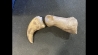 dinosaure claw ALBERTOSAURUS - Judith River Fmt - upper cretaceous - Montana - USA