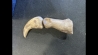 dinosaure claw ALBERTOSAURUS - Judith River Fmt - upper cretaceous - Montana - USA