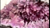 geode de calcite cobaltifere - bou azzer - Maroc