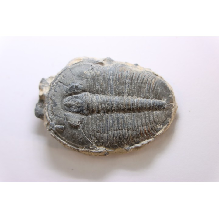 ELRATHIA KINGI - Wheeler fmt - M. cambrian - Wheeler ,Utah ,USA