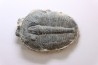 ELRATHIA KINGI - Wheeler fmt - M. cambrian - Wheeler ,Utah ,USA