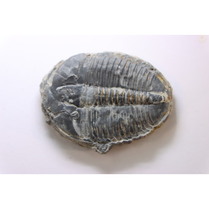 ELRATHIA KINGI - Wheeler fmt - M. cambrian - Wheeler ,Utah ,USA