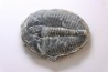ELRATHIA KINGI - Wheeler fmt - M. cambrian - Wheeler ,Utah ,USA