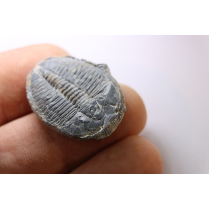 ELRATHIA KINGI - Wheeler fmt - M. cambrian - Wheeler ,Utah ,USA