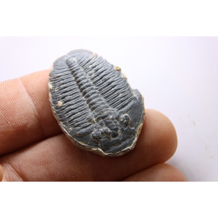 ELRATHIA KINGI - Wheeler fmt - M. cambrian - Wheeler ,Utah ,USA