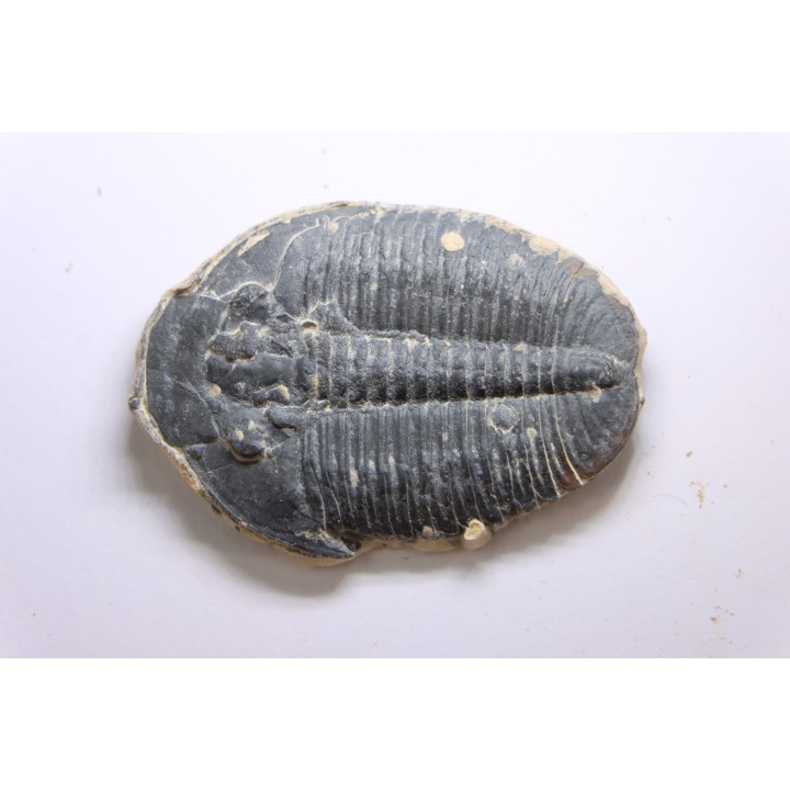 ELRATHIA KINGI - Wheeler fmt - M. cambrian - Wheeler ,Utah ,USA