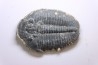 ELRATHIA KINGI - Wheeler fmt - M. cambrian - Wheeler ,Utah ,USA