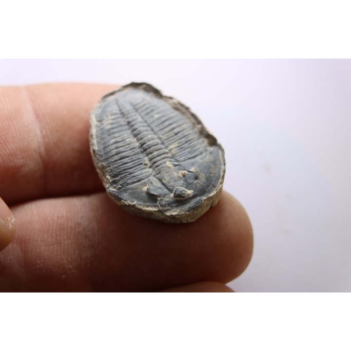 ELRATHIA KINGI - Wheeler fmt - M. cambrian - Wheeler ,Utah ,USA