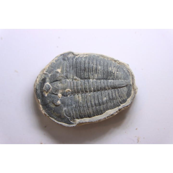 ELRATHIA KINGI - Wheeler fmt - M. cambrian - Wheeler ,Utah ,USA
