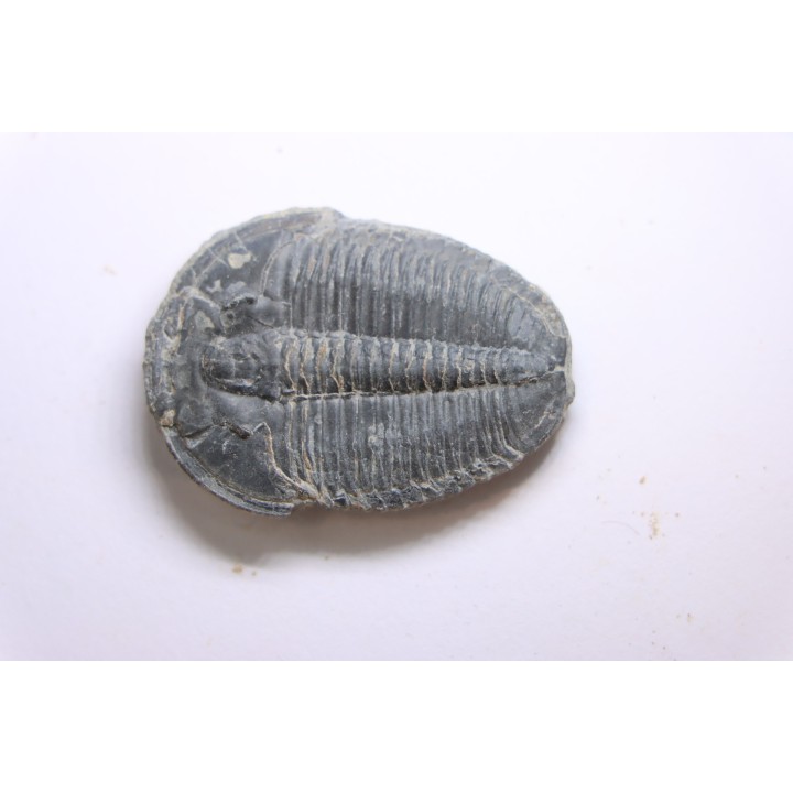 ELRATHIA KINGI - Wheeler fmt - M. cambrian - Wheeler ,Utah ,USA