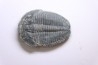 ELRATHIA KINGI - Wheeler fmt - M. cambrian - Wheeler ,Utah ,USA