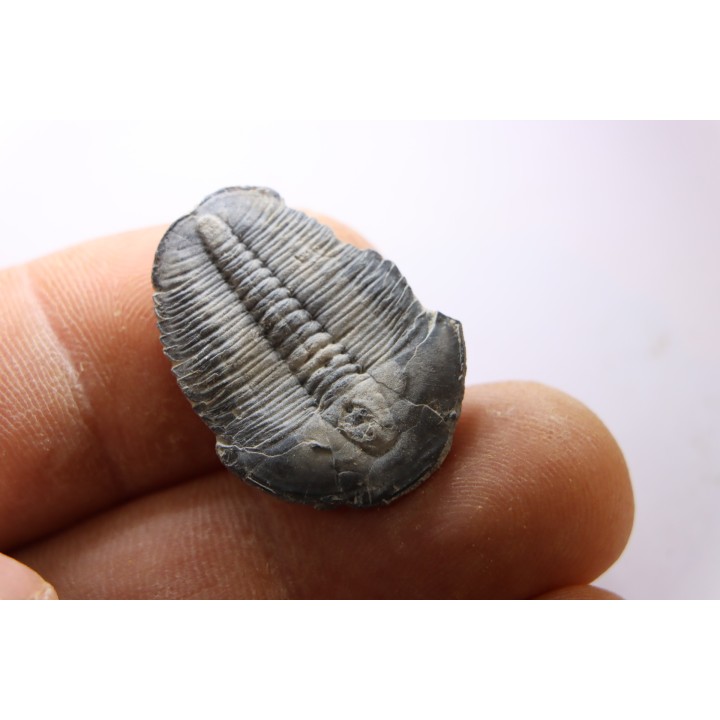 ELRATHIA KINGI - Wheeler fmt - M. cambrian - Wheeler ,Utah ,USA