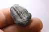 ELRATHIA KINGI - Wheeler fmt - M. cambrian - Wheeler ,Utah ,USA