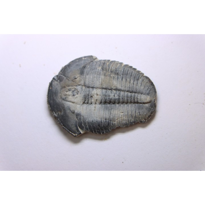 ELRATHIA KINGI - Wheeler fmt - M. cambrian - Wheeler ,Utah ,USA