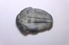 ELRATHIA KINGI - Wheeler fmt - M. cambrian - Wheeler ,Utah ,USA